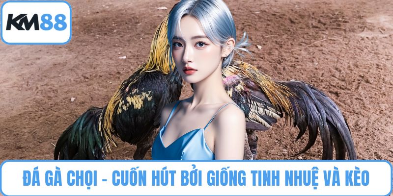 Đá Gà Chọi