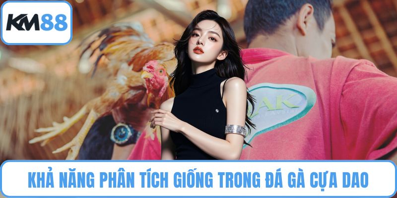Đá gà cựa dao