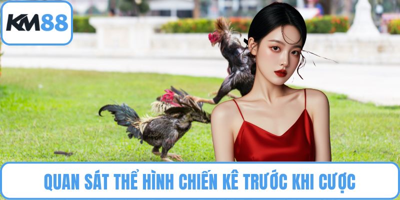 Đá Gà Chọi
